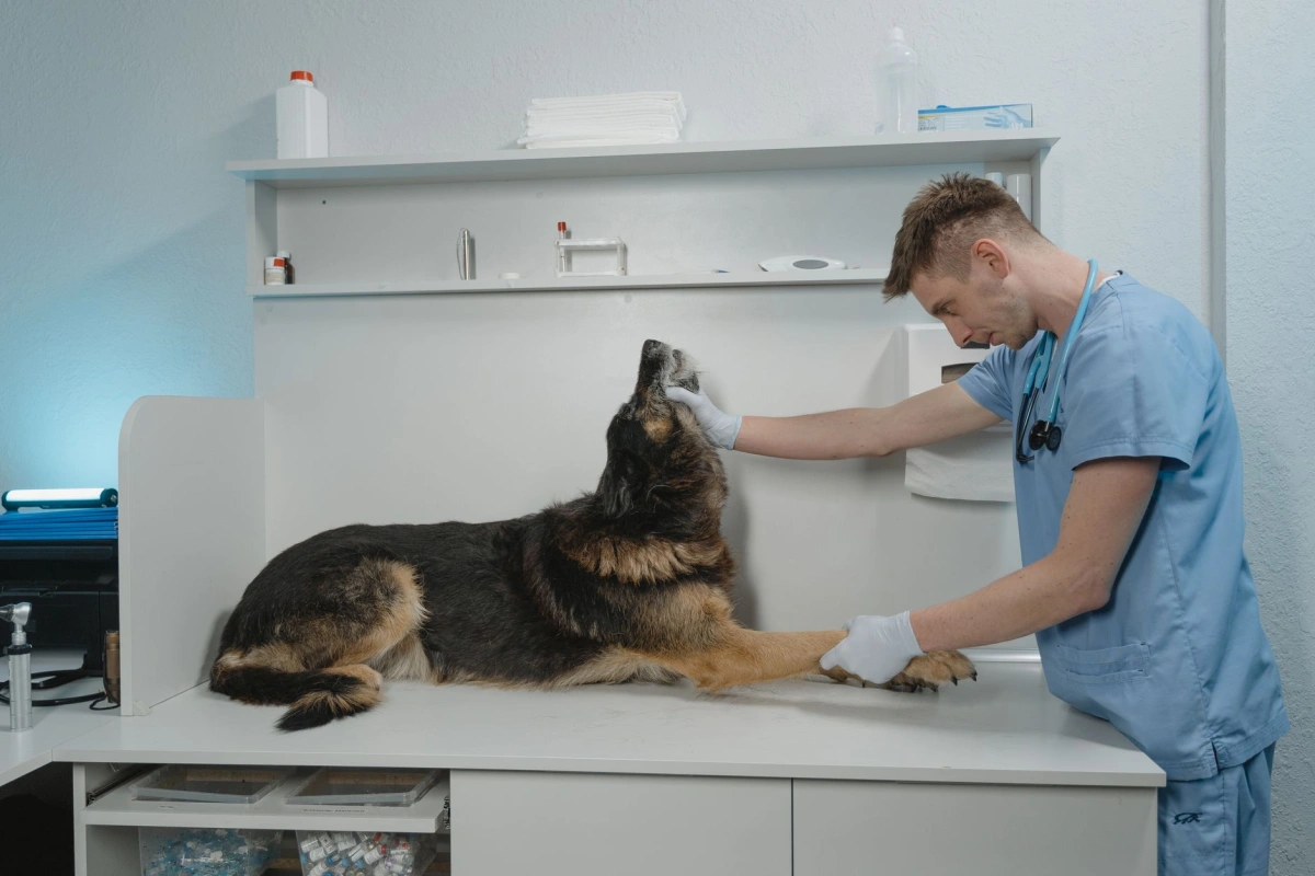 About Vetzoo
